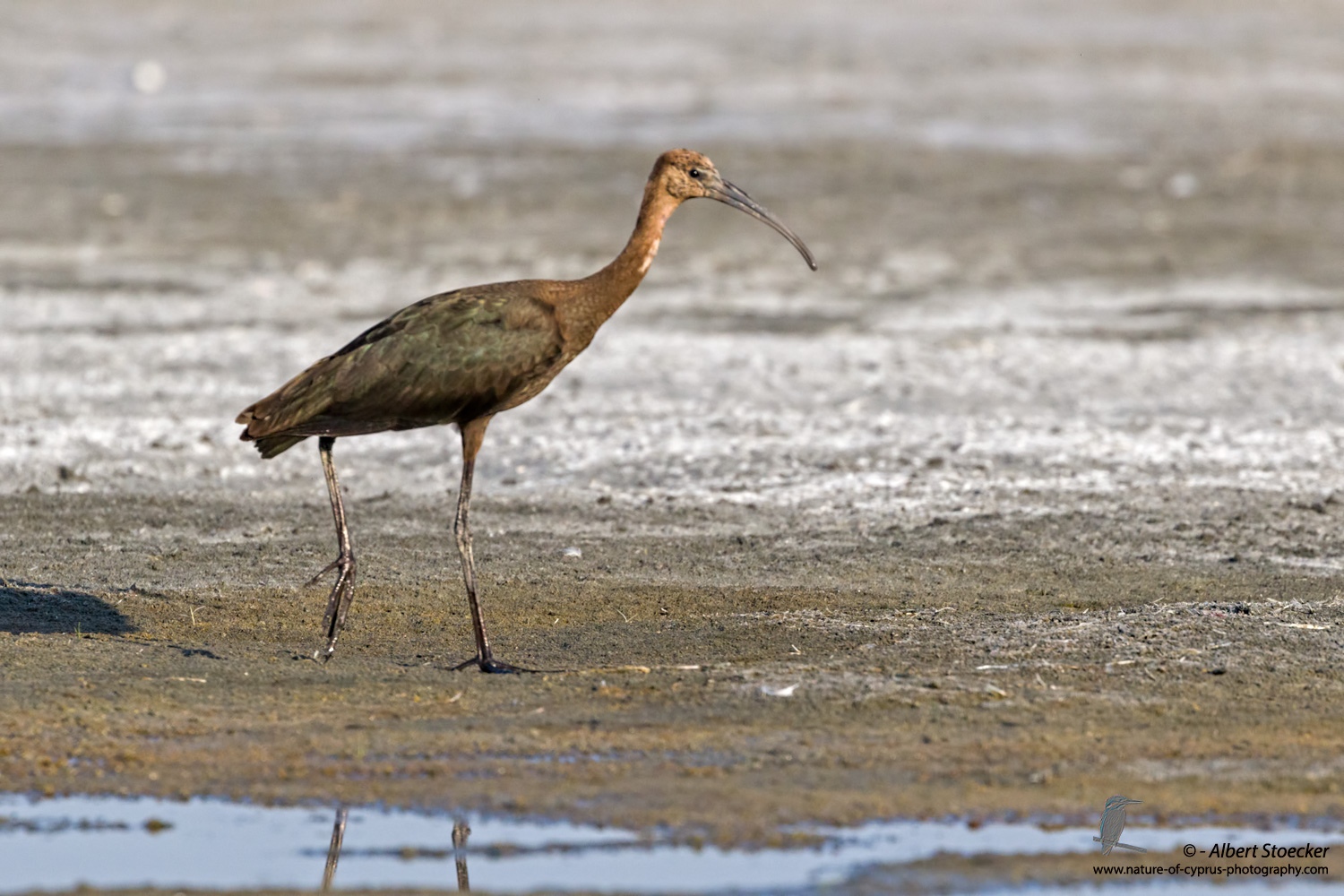 Brauner Sichler, Glossy Ibis, Plegadis falcinellus, Cyprus, Akrotiri Salt Lake, September 2017