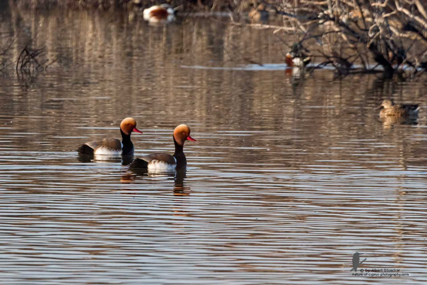 Netta rufina - Red-crested Pochard - Kolbenente, Cyprus, Oroklini Lake, January 2016