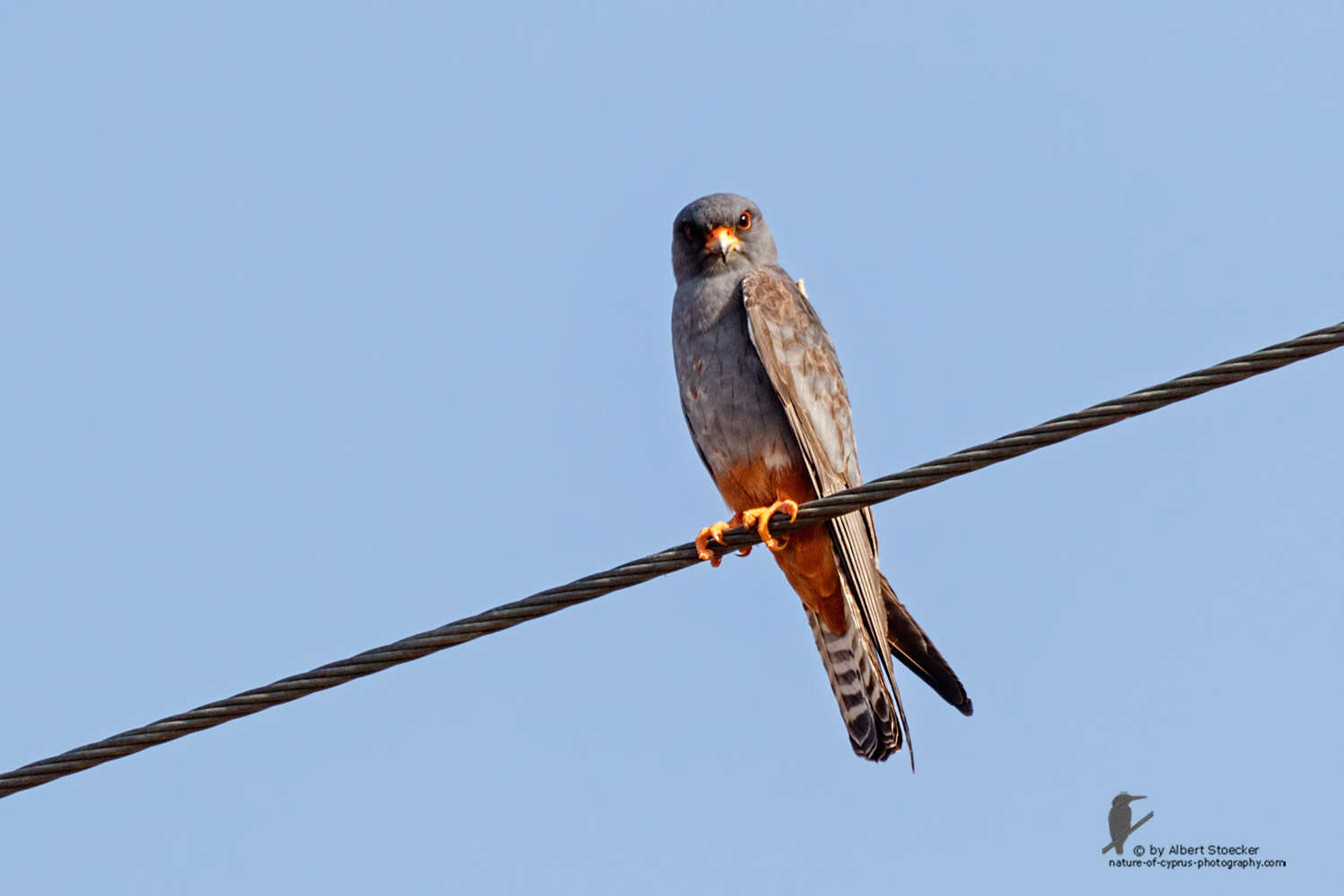 Falco vespertinus - Red-footed Falcon, male, juv, - junger Rotfußfalke, Cyprus, Agia Varvara-Anarita, Mai 2016