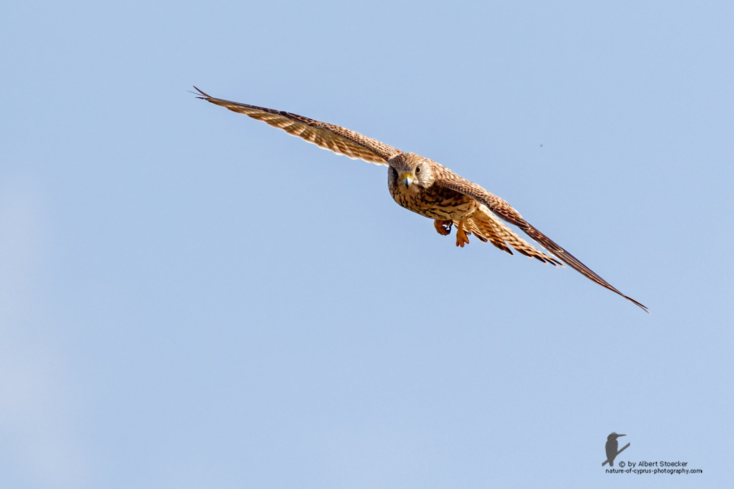 Falco tinnunculus - Common Kestrel - Turmfalke, Cyprus, Mandria Beach, March 2016