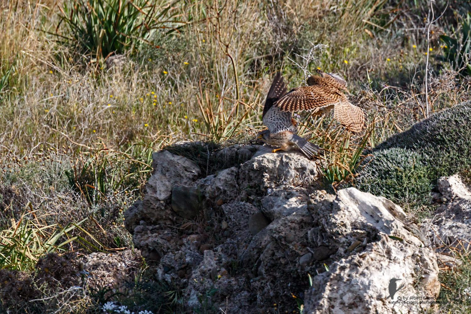 Falco tinnunculus - Common Kestrel - Turmfalke, Cyprus, Mandria Beach, March 2016