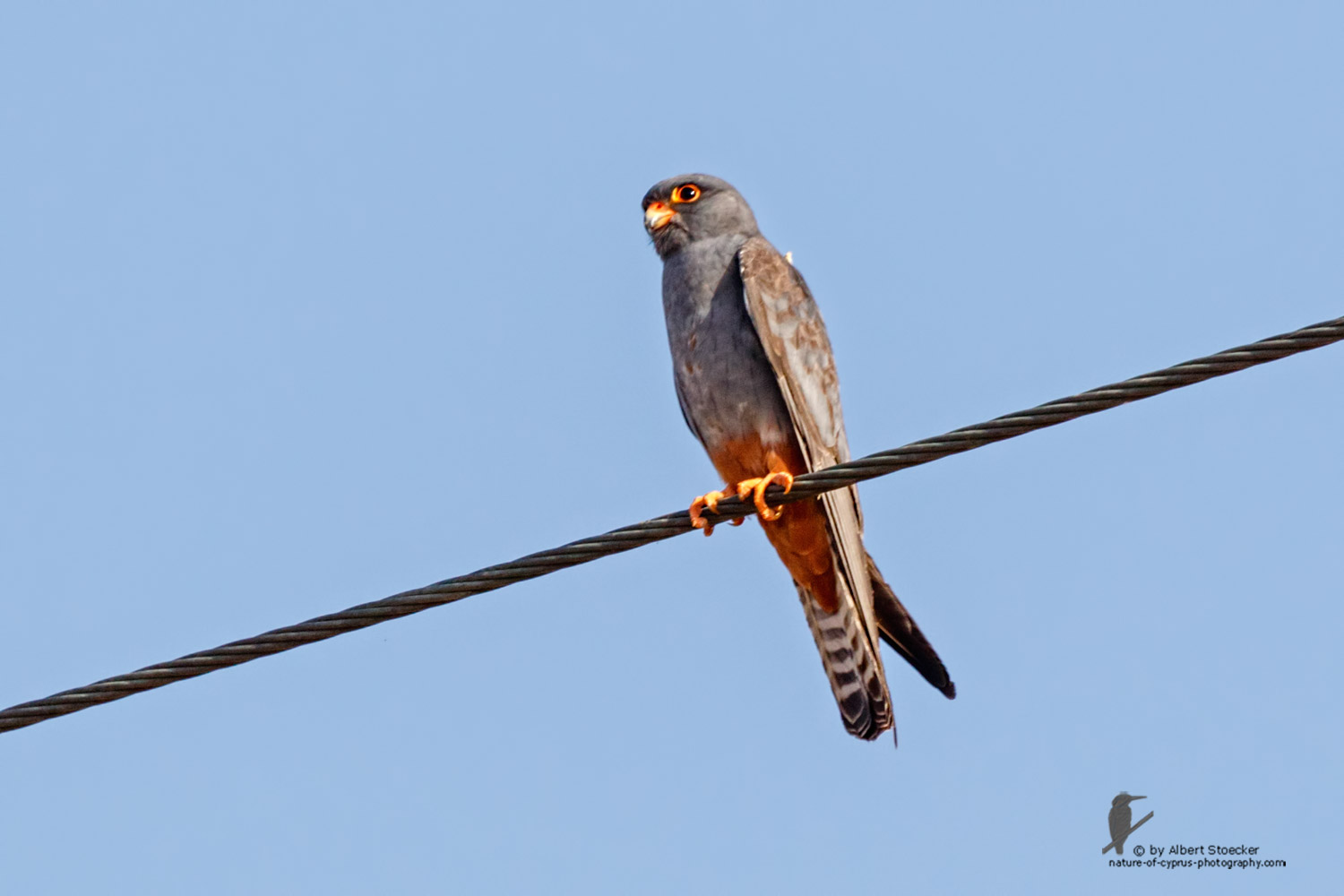 Falco vespertinus - Red-footed Falcon, male, juv, - junger Rotfußfalke, Cyprus, Agia Varvara-Anarita, Mai 2016