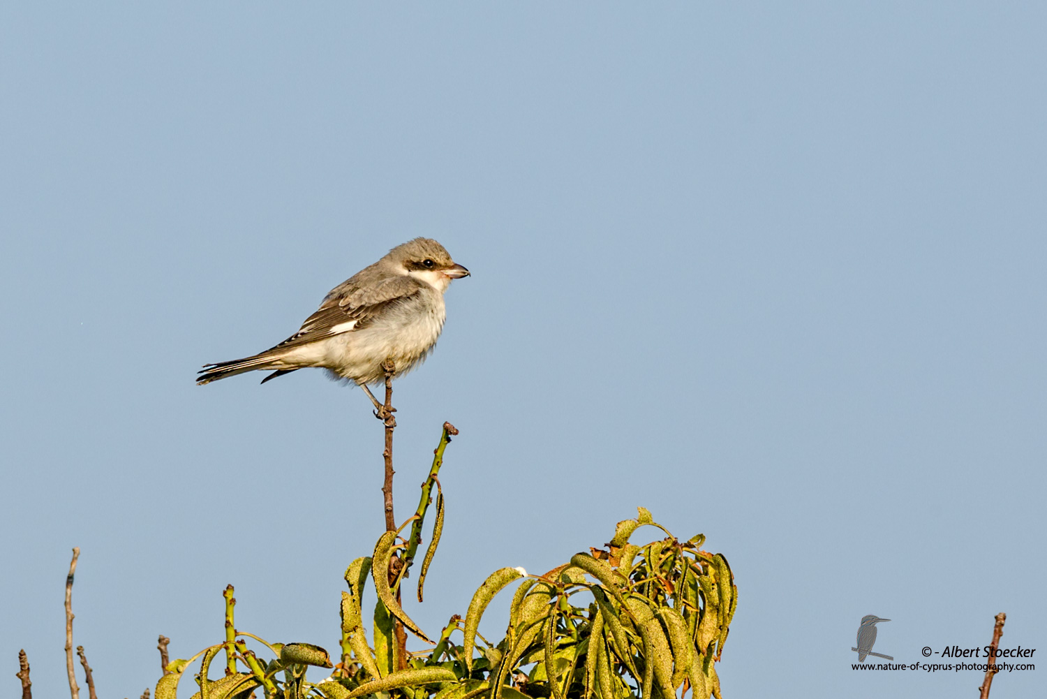 Lanius minor - Lesser Grey Shrike - Scharzstirnwuerger, Cyprus, Mandria Fields, August 2016