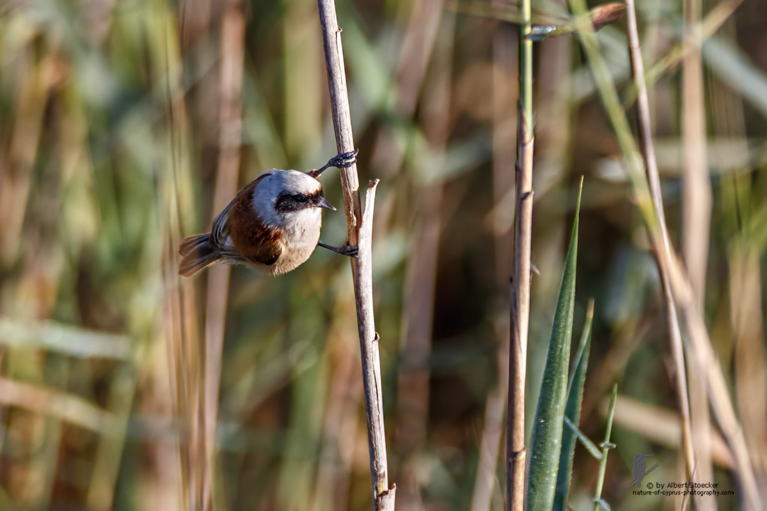 Remiz pendulinus - Penduline Tit - Beutelmeise, Cyprus, Zakai Marsh, March 2016