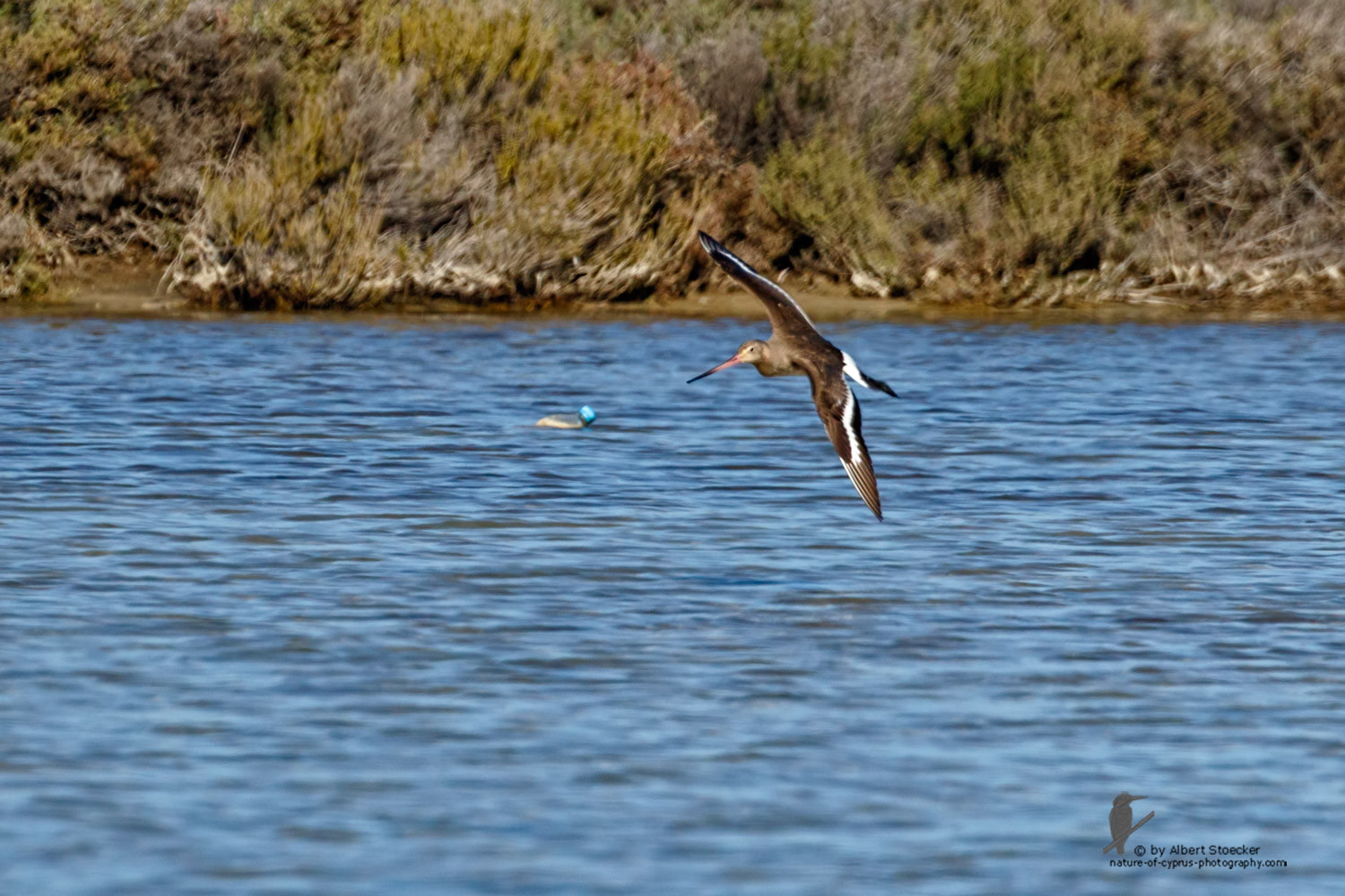 Limosa limosa - Black-tailed Godwit - Uferschnepfe, Cyprus, Zakai Marsh, March 2016