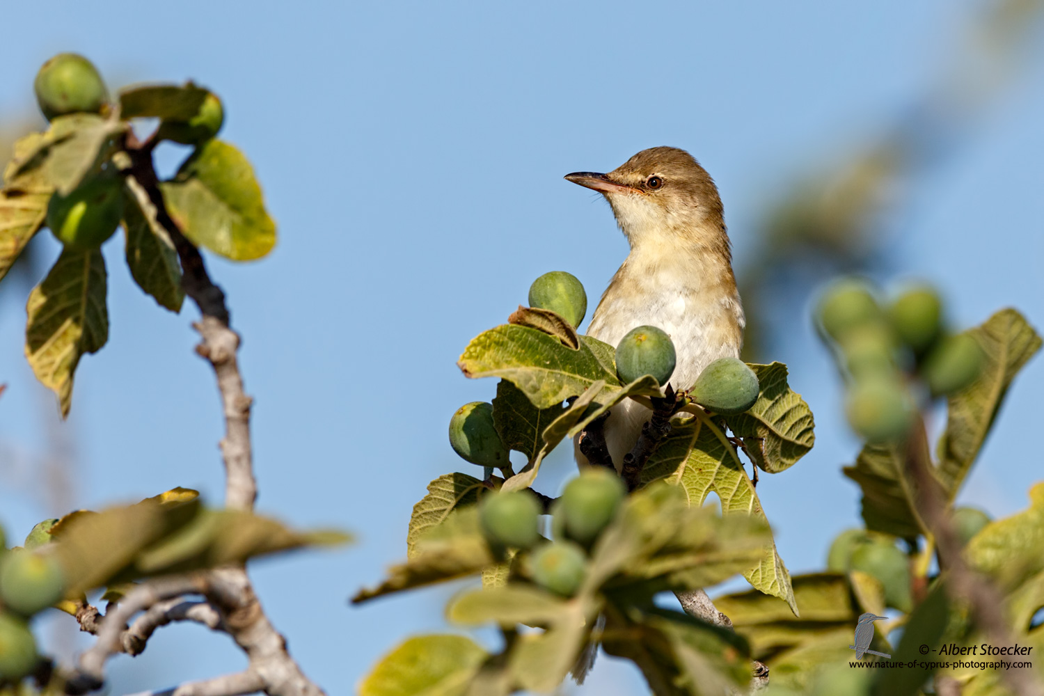 Iduna pallida - Eastern Olivaceous Warbler - Blassspötter, Cyprus, Mandria Fields, August 2016