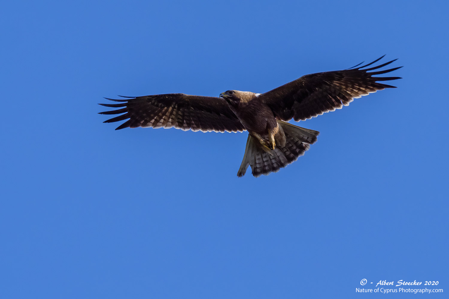 Zwergadler, Booted Eagle, Aquila pennata, dunkle - dark morph, Cyprus, Akrotiri Marsh, 29. Januar 2020
