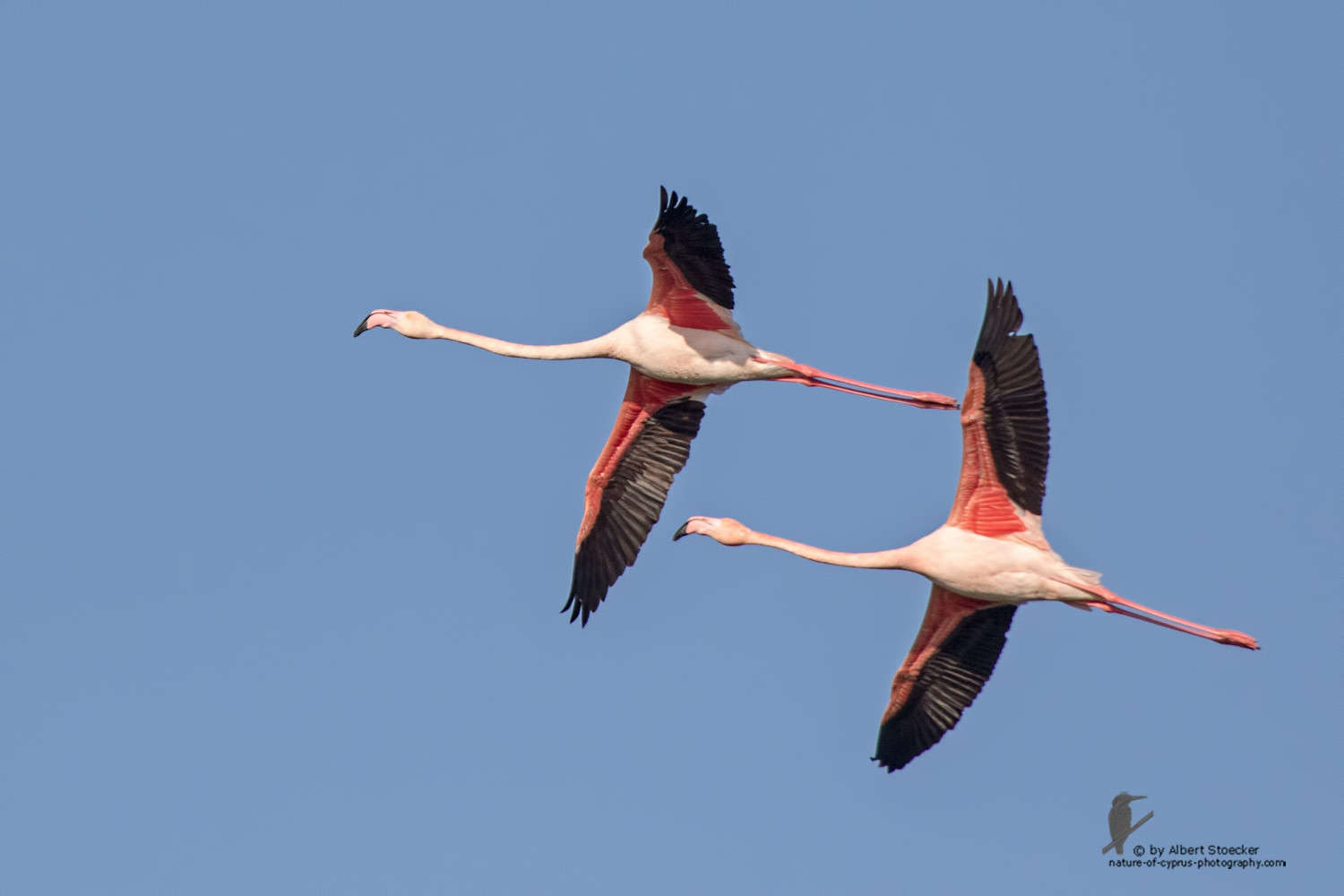 Phoenicopterus ruber - Greater Flamingo - Rosaflamingo, Cyprus, Larnaca Spiros Pool, January 2016