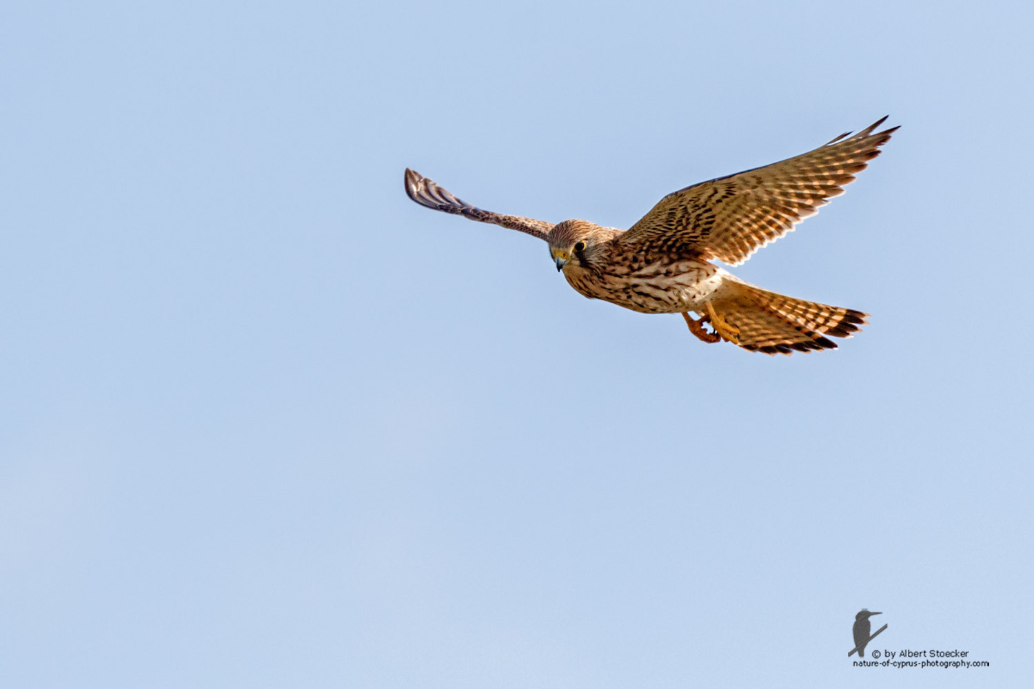 Falco tinnunculus - Common Kestrel - Turmfalke, Cyprus, Mandria Beach, March 2016