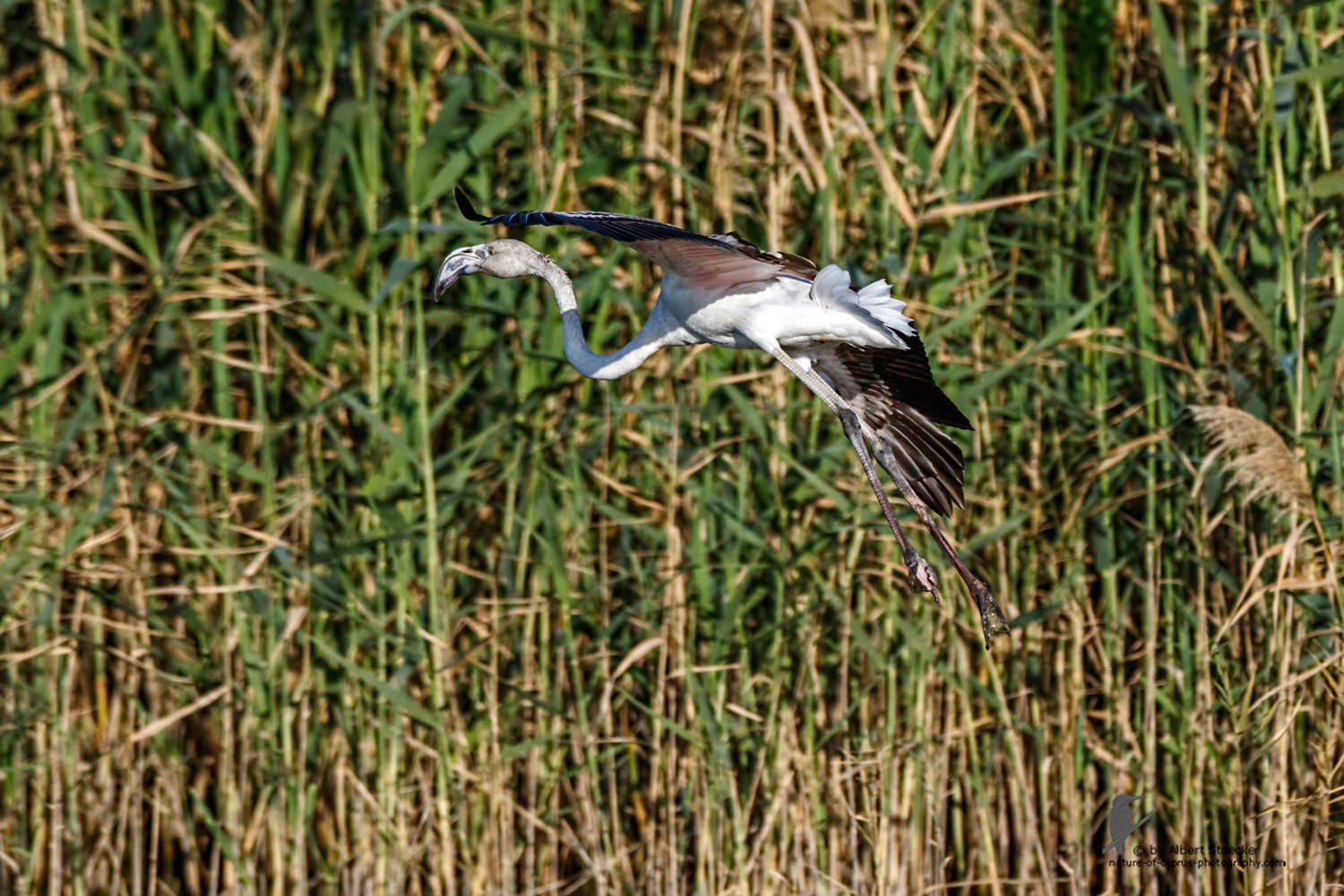 Phoenicopterus ruber - Greater Flamingo (juvenile) - Rosaflamingo, Cyprus, Zakai Marsh, March 2016