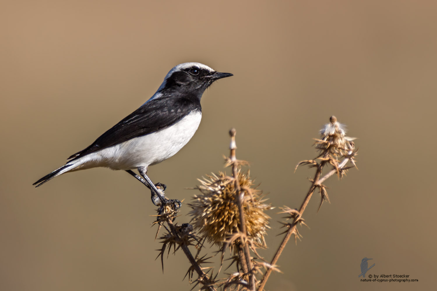 Oenanthe finschii - Finsch`s Wheatear - Felsensteinschmätzer, Cyprus, Anarita Park, January 2016