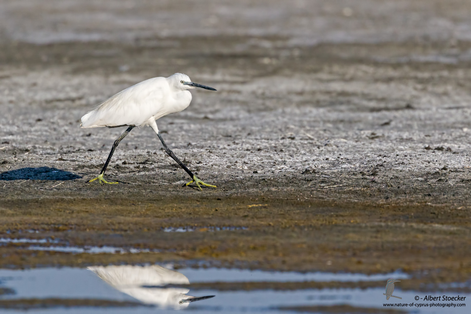  Seidenreiher, Little Egret, Egretta Garzetta, Cyprus, Akrotiri Salt Lake, September 2017