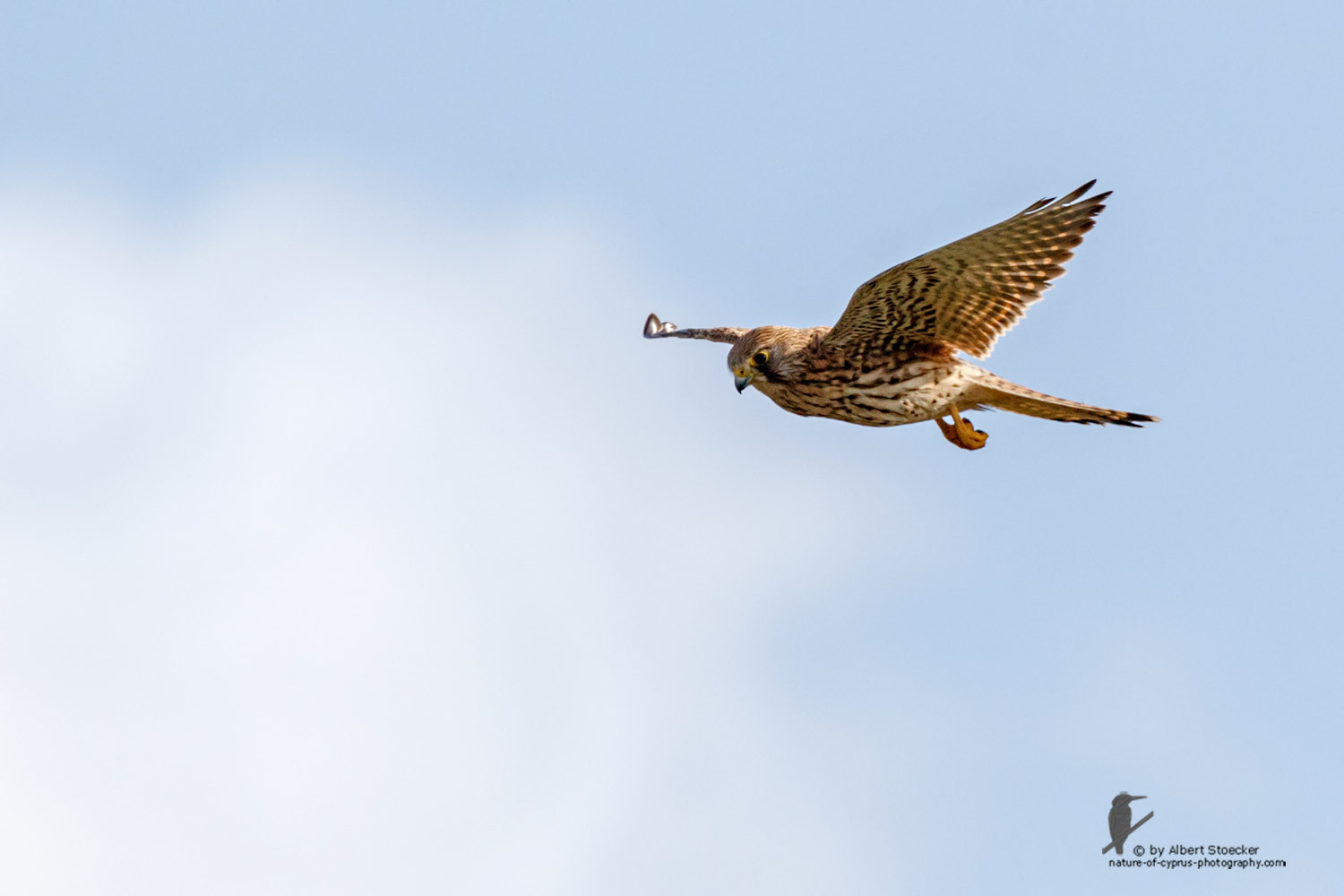 Falco tinnunculus - Common Kestrel - Turmfalke, Cyprus, Mandria Beach, March 2016