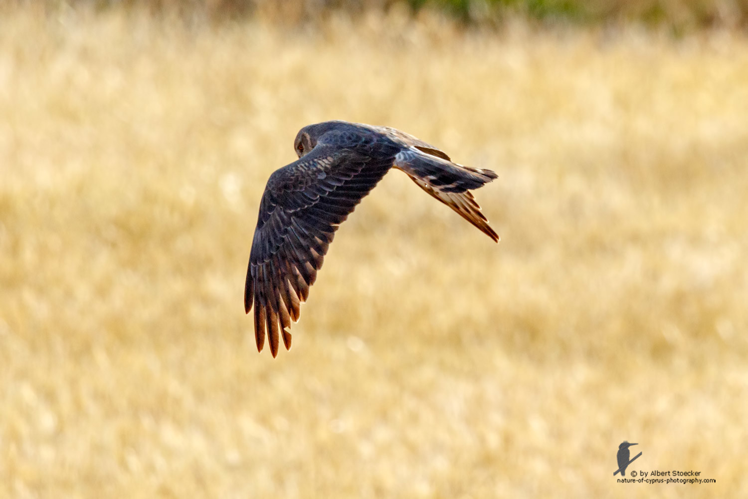 Circus macrourus - Montagu`s Harrier (female) - Wiesenweihe, Cyprus, Anarita - Ayia Varvara, April 2016