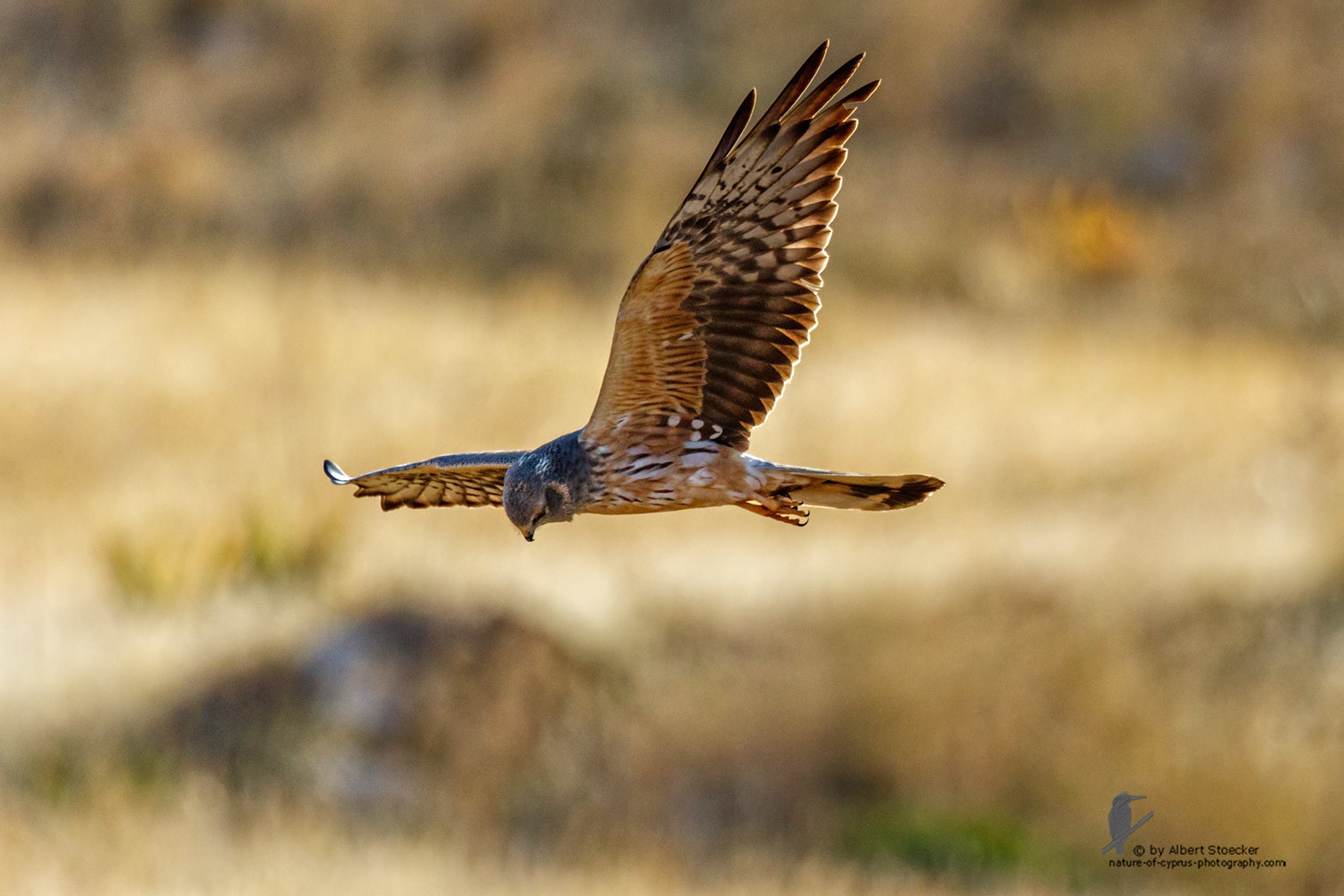 Circus macrourus - Montagu`s Harrier (female) - Wiesenweihe, Cyprus, Anarita - Ayia Varvara, April 2016