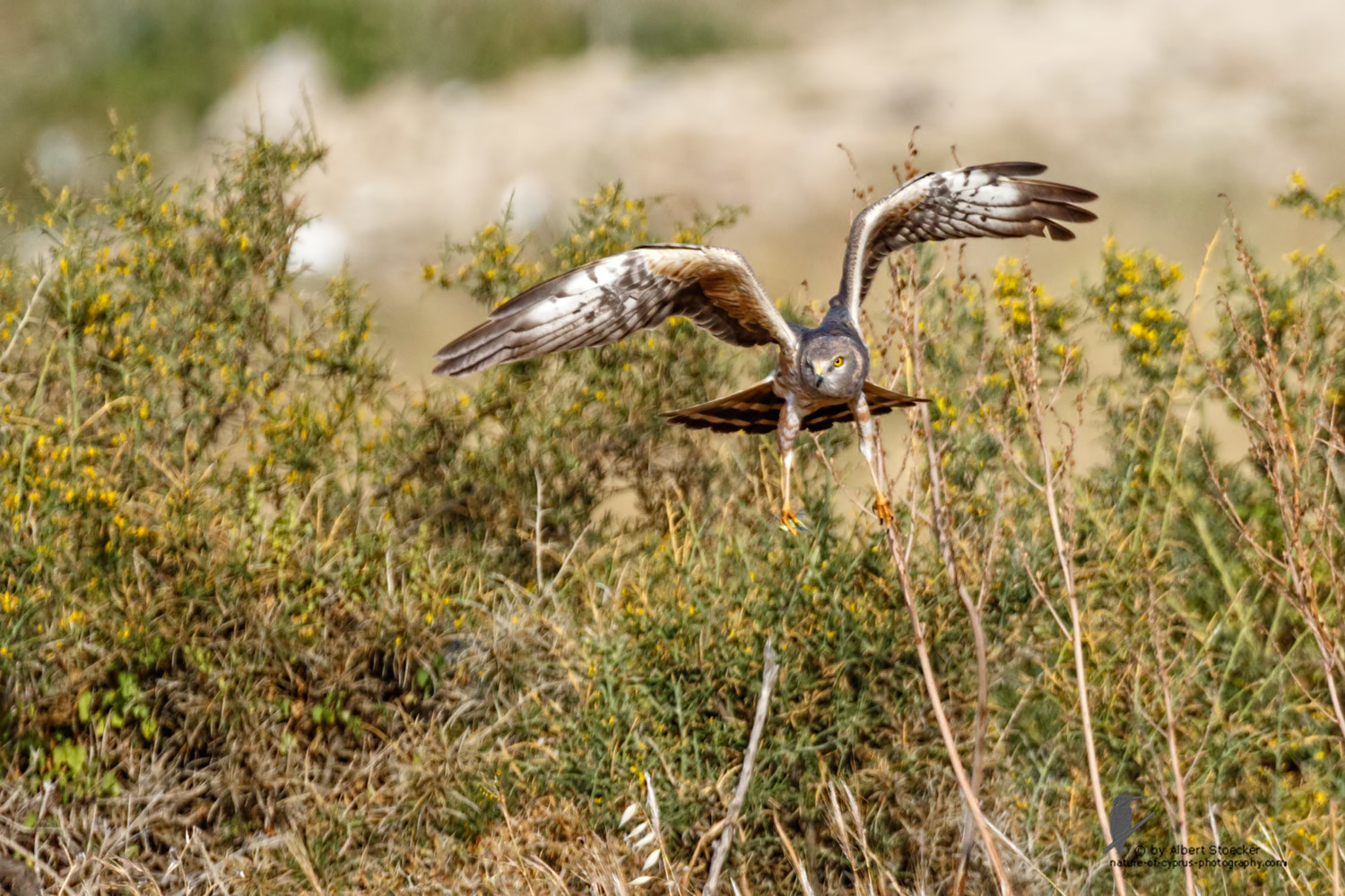 Circus macrourus - Montagu`s Harrier (female) - Wiesenweihe, Cyprus, Anarita - Ayia Varvara, April 2016