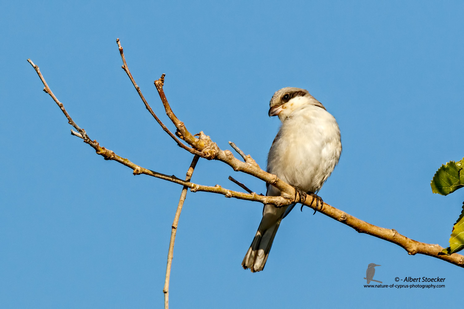 Lanius minor - Lesser Grey Shrike - Scharzstirnwuerger, Cyprus, Mandria Fields, August 2016