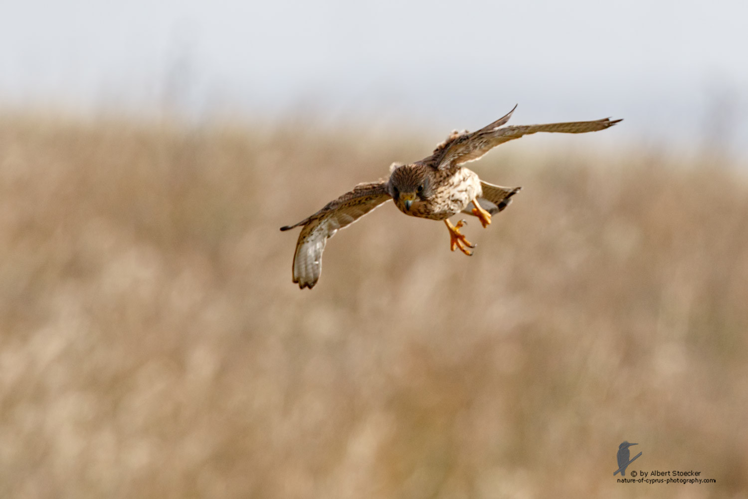 Falco tinnunculus - Common Kestrel - Turmfalke, Cyprus, Mandria Beach, March 2016