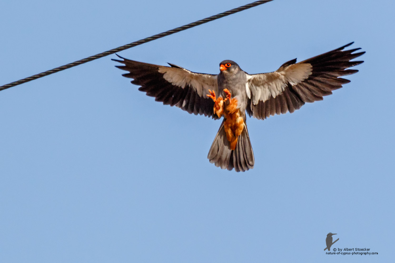 Falco amurensis - Amur falcon - Amurfalke, Cyprus, Agia Varvara - Anarita, Paphos, Mai 2016