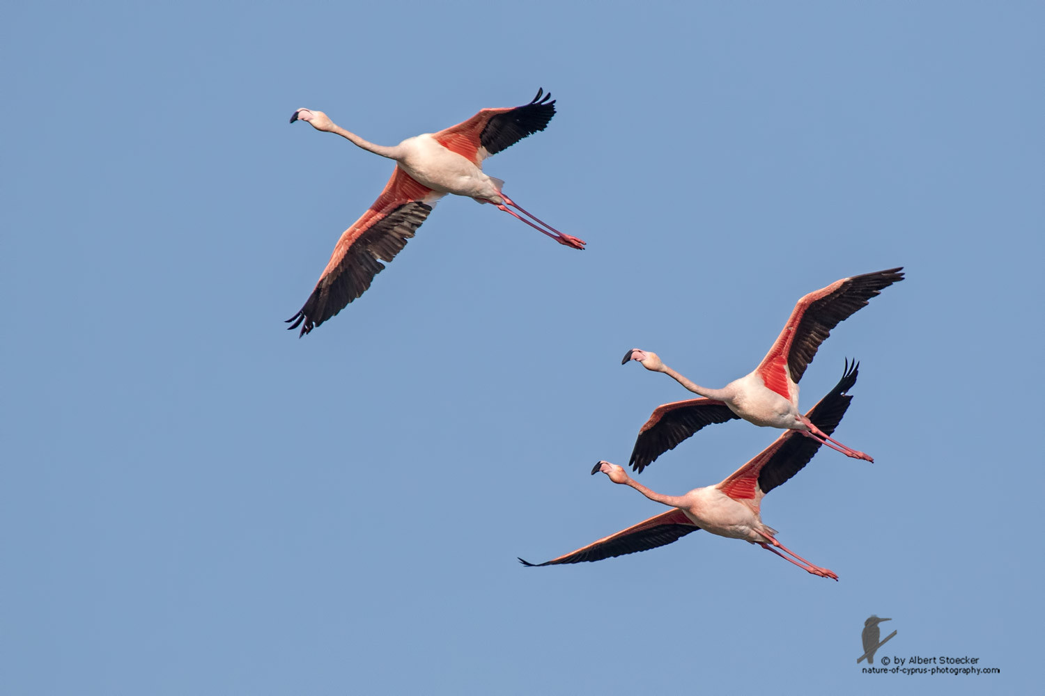 Phoenicopterus ruber - Greater Flamingo - Rosaflamingo, Cyprus, Larnaca Spiros Pool, January 2016