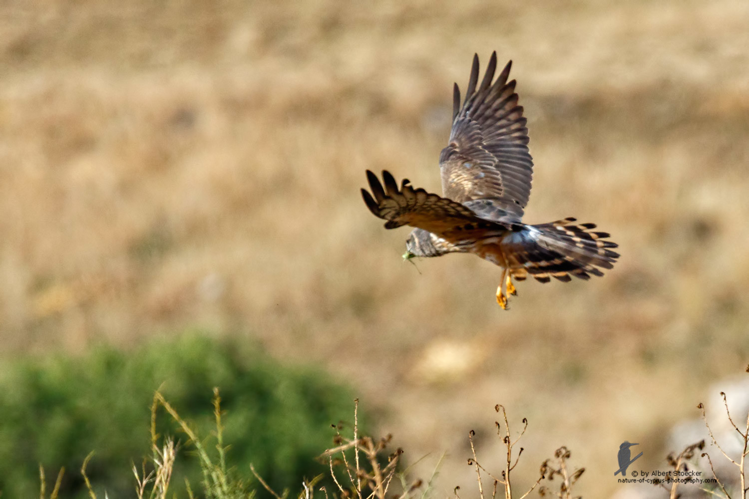 Circus macrourus - Montagu`s Harrier (female) - Wiesenweihe, Cyprus, Anarita - Ayia Varvara, April 2016