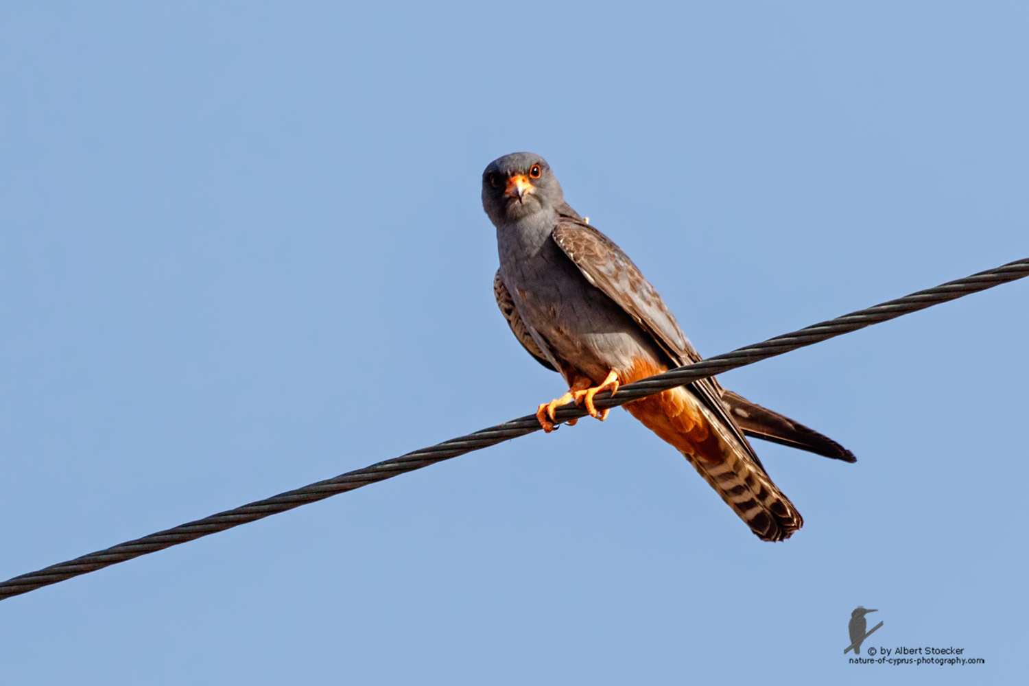 Falco vespertinus - Red-footed Falcon, male, juv, - junger Rotfußfalke, Cyprus, Agia Varvara-Anarita, Mai 2016