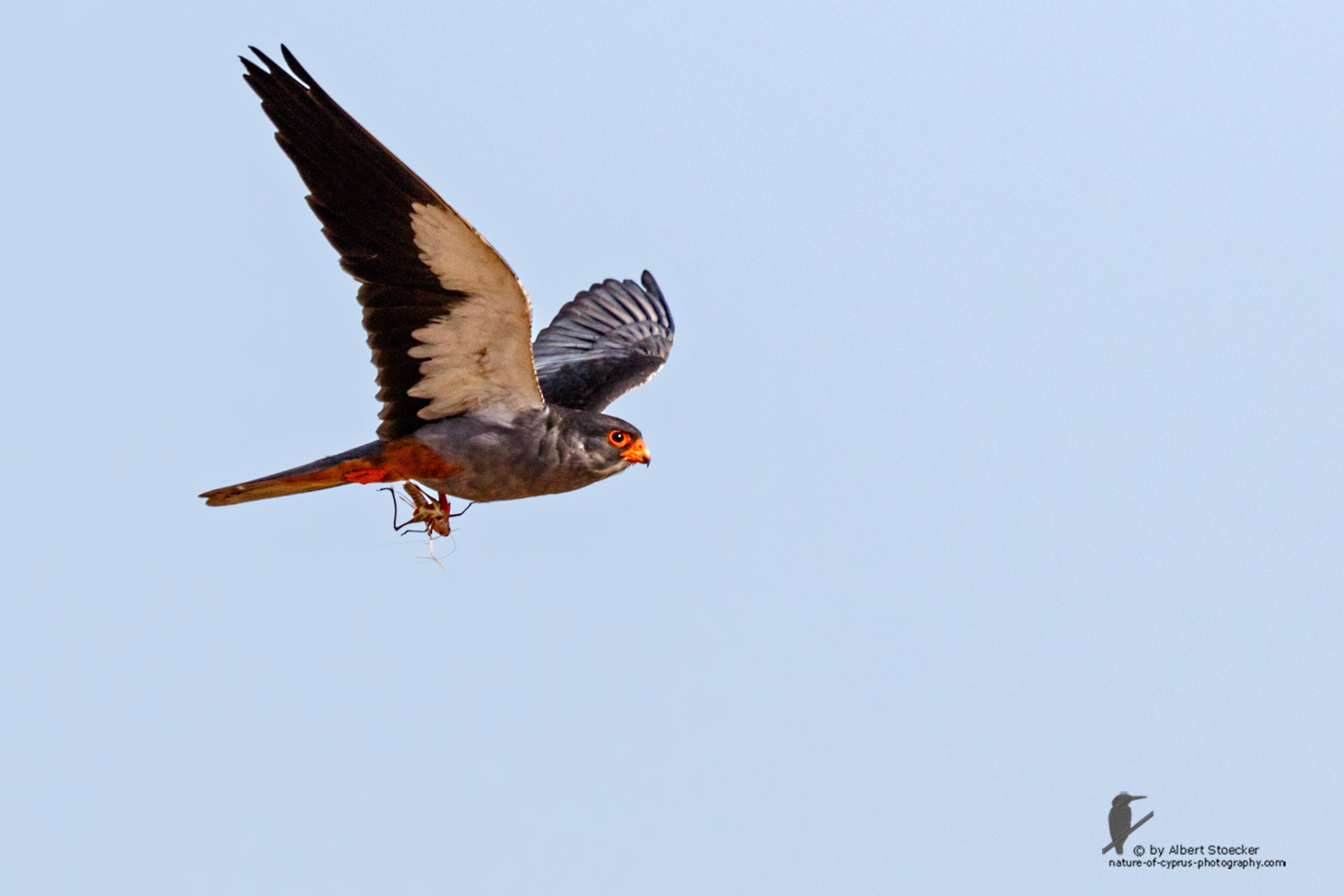 Falco amurensis - Amur falcon - Amurfalke, Cyprus, Agia Varvara - Anarita, Paphos, Mai 2016