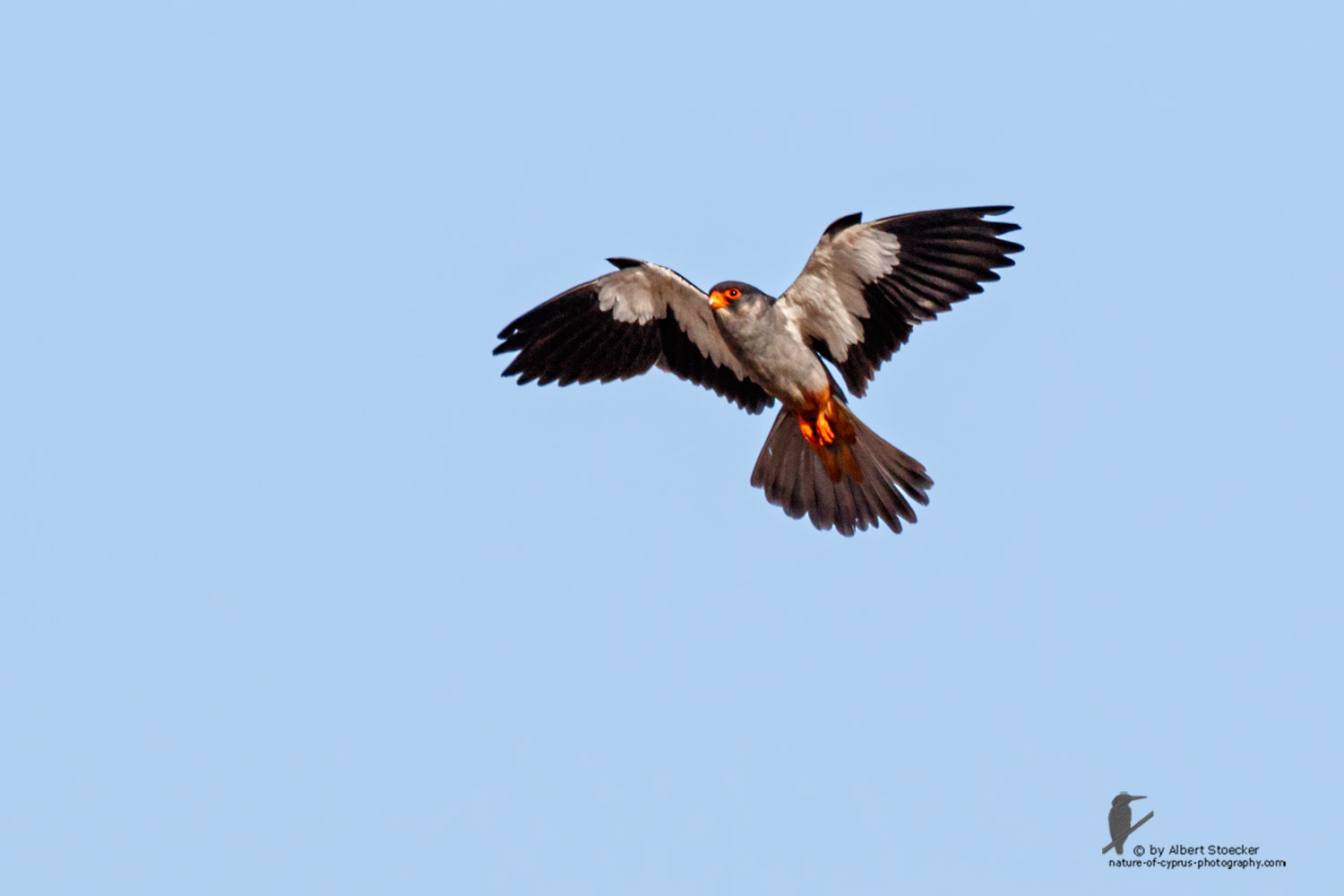 Falco amurensis - Amur falcon - Amurfalke, Cyprus, Agia Varvara - Anarita, Paphos, Mai 2016