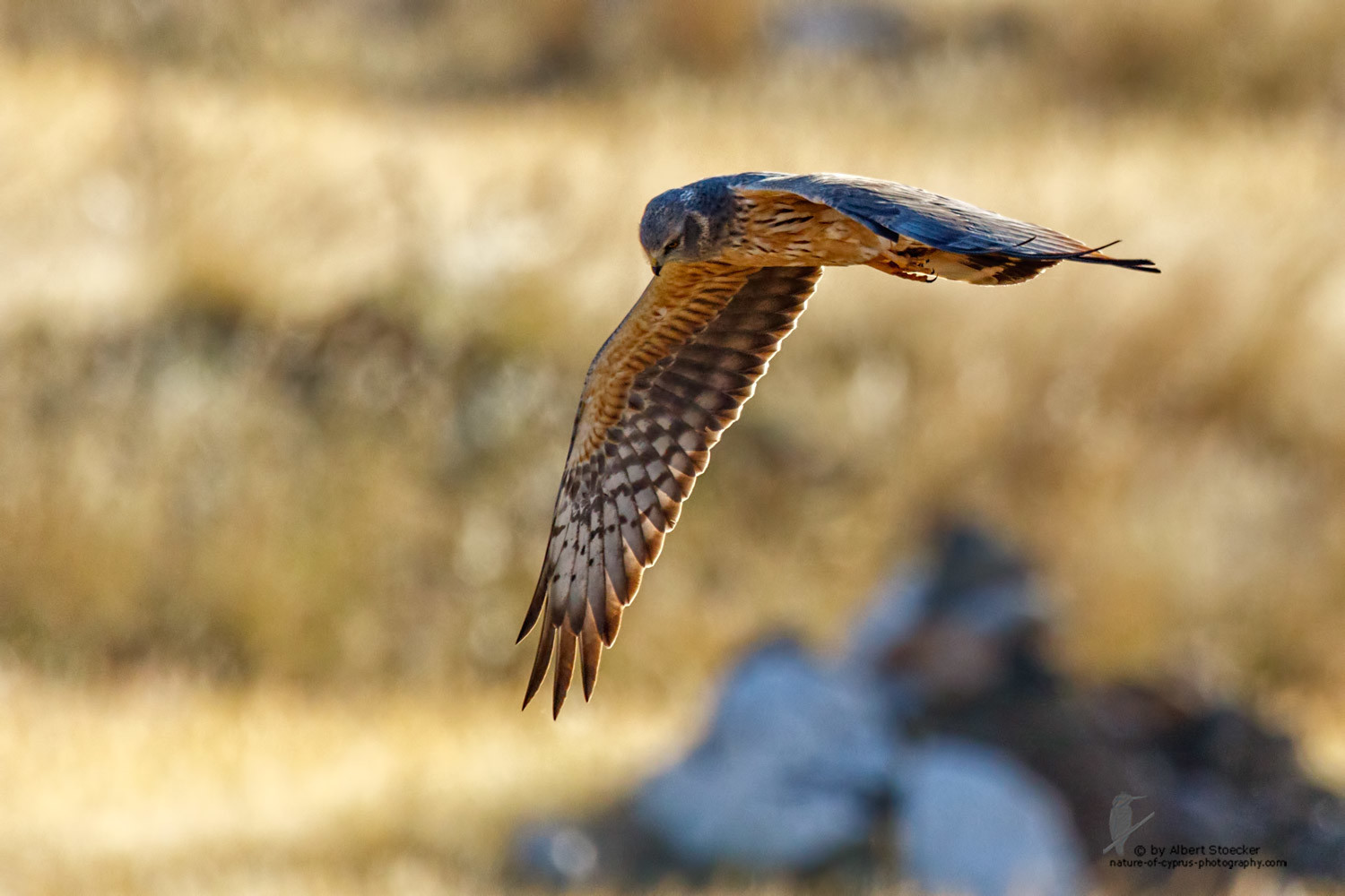 Circus macrourus - Montagu`s Harrier (female) - Wiesenweihe, Cyprus, Anarita - Ayia Varvara, April 2016