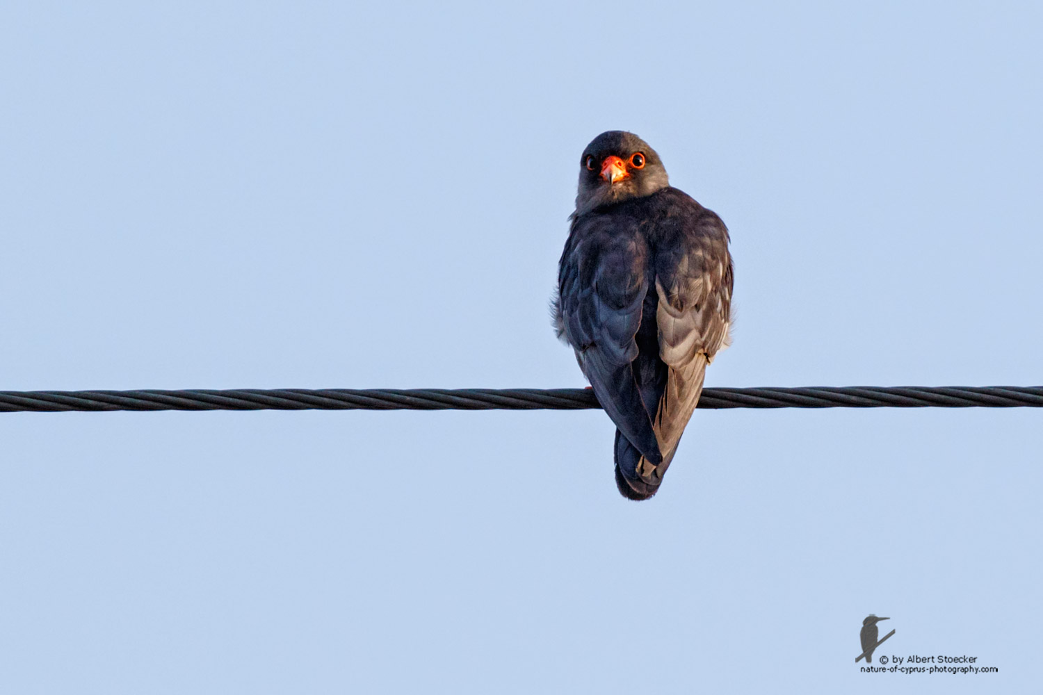 Falco amurensis - Amur falcon male - Amurfalke, Cyprus, Agia Varvara - Anarita, Paphos, Mai 2016