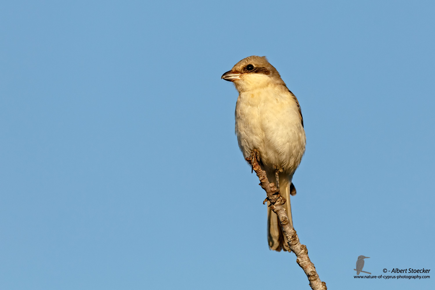 Lanius minor - Lesser Grey Shrike - Scharzstirnwuerger, Cyprus, Mandria Fields, August 2016