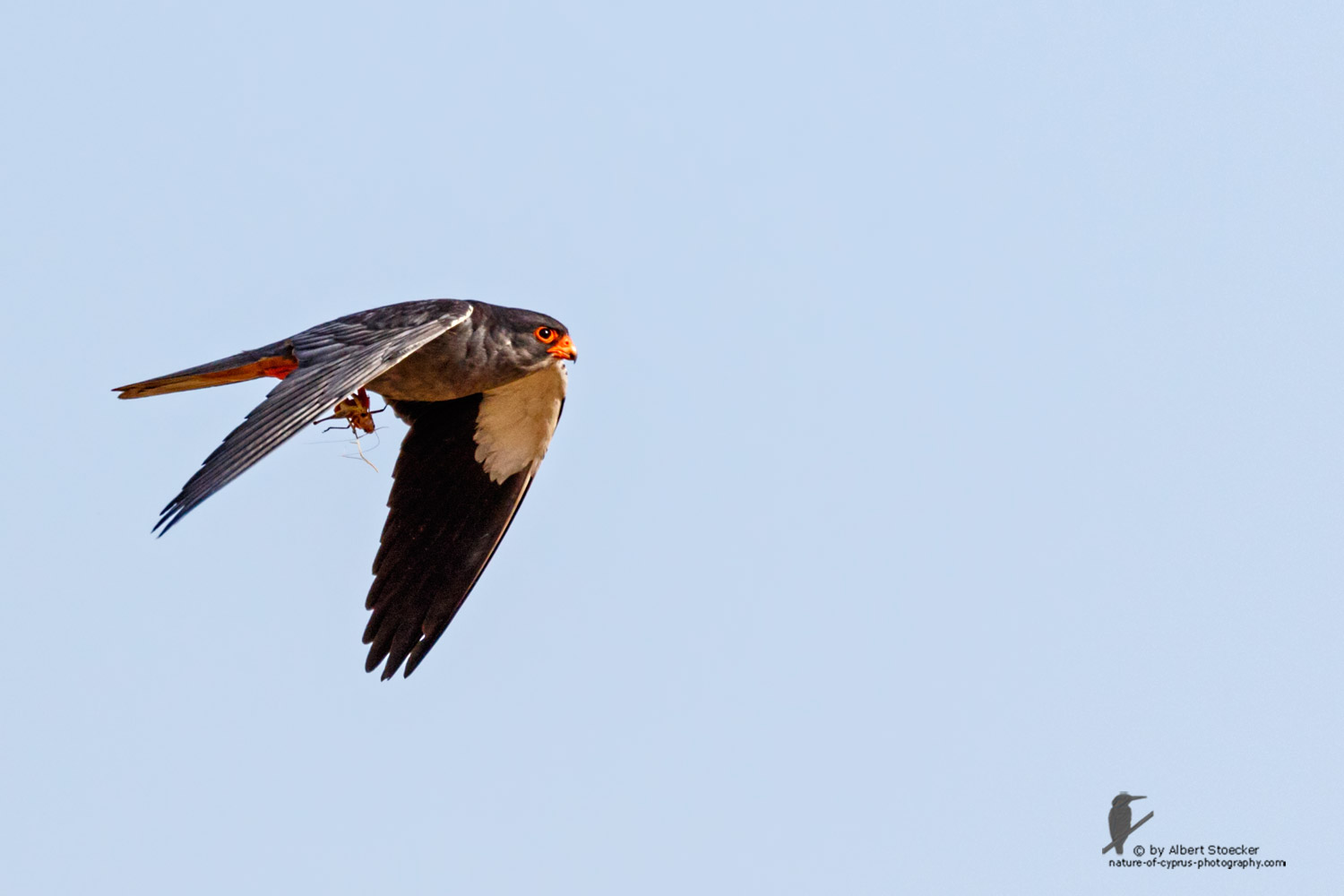 Falco amurensis - Amur falcon - Amurfalke, Cyprus, Agia Varvara - Anarita, Paphos, Mai 2016