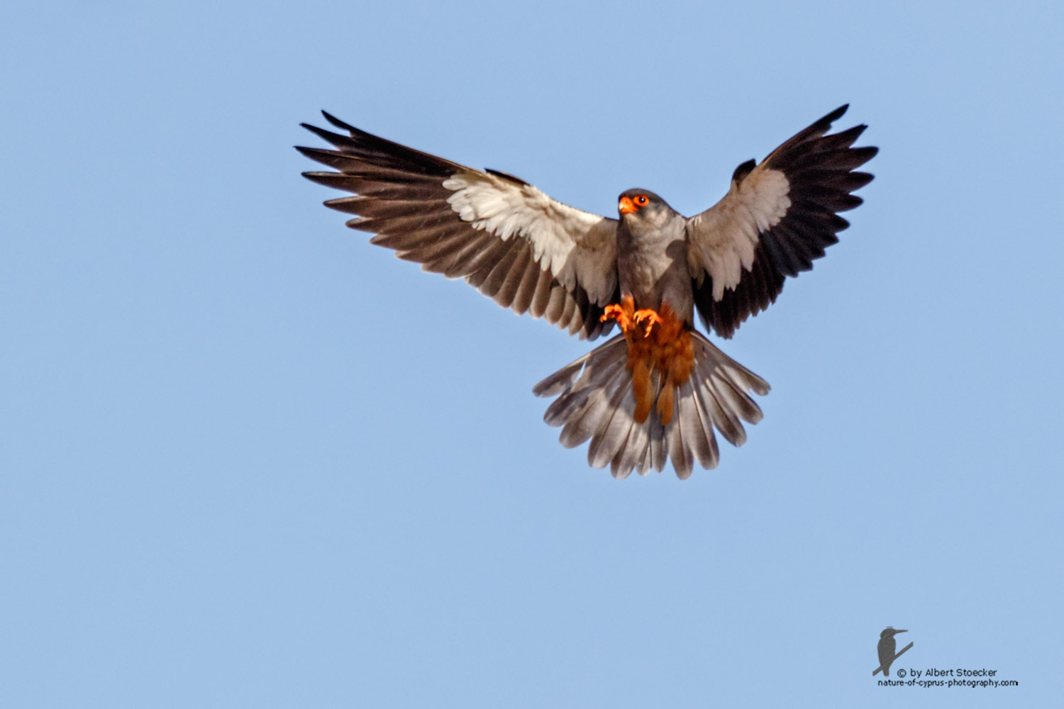 Falco amurensis - Amur falcon - Amurfalke, Cyprus, Agia Varvara - Anarita, Paphos, Mai 2016