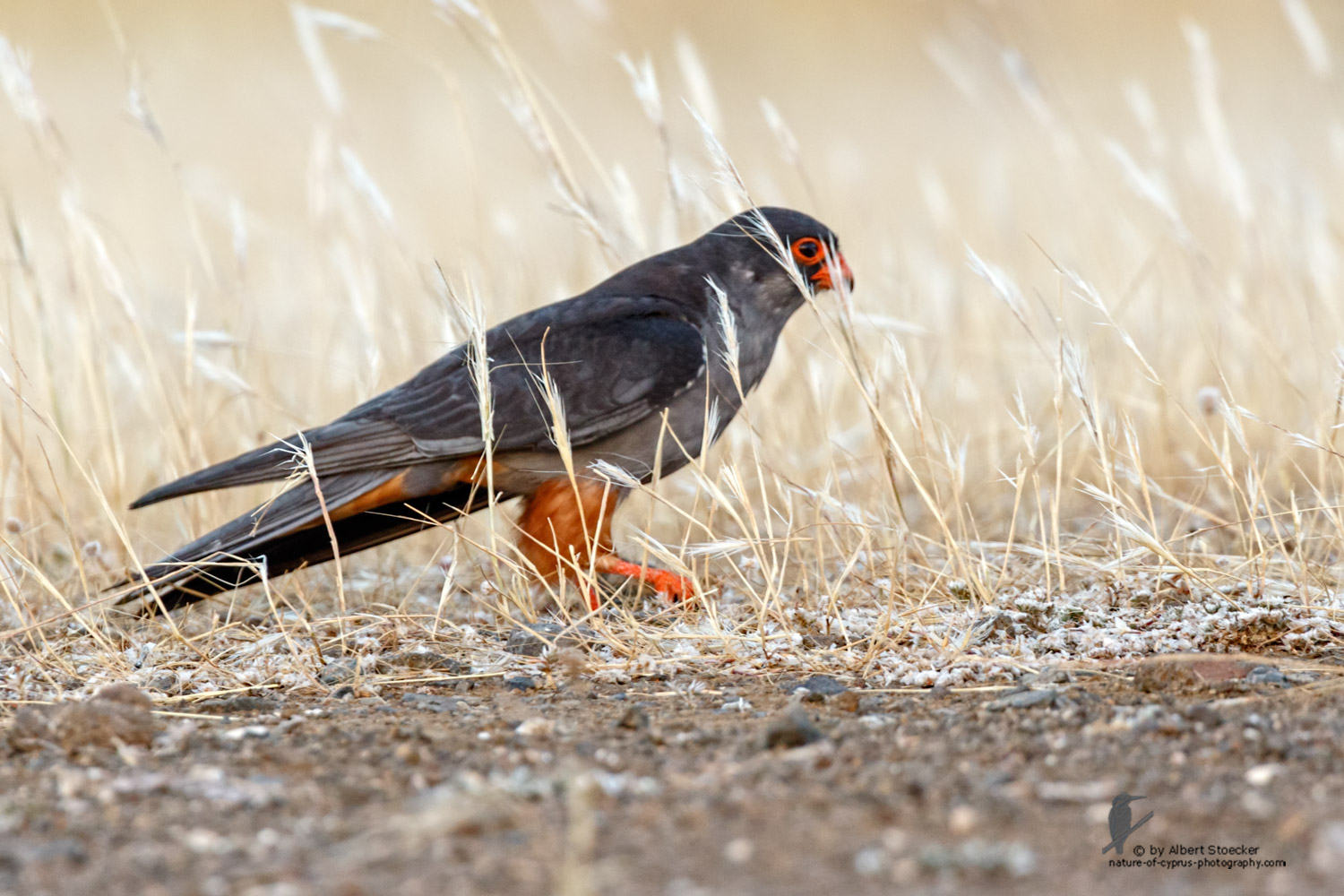 Falco amurensis - Amur falcon - Amurfalke, Cyprus, Agia Varvara - Anarita, Paphos, Mai 2016