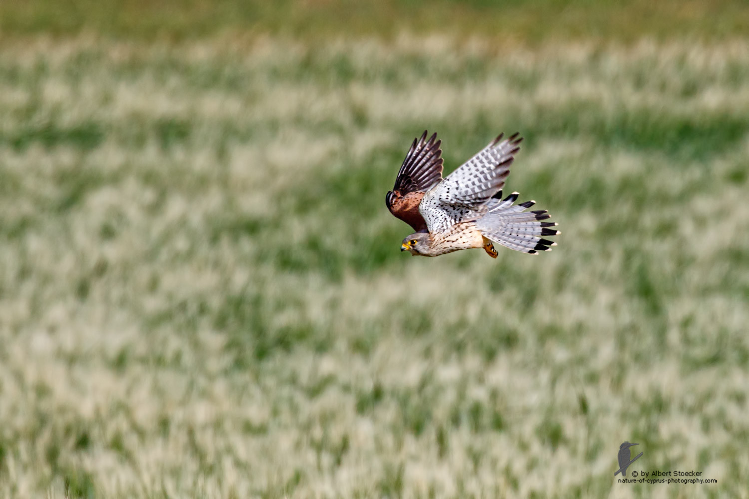 Falco tinnunculus - Common Kestrel - Turmfalke, Cyprus, Mandria Beach, March 2016