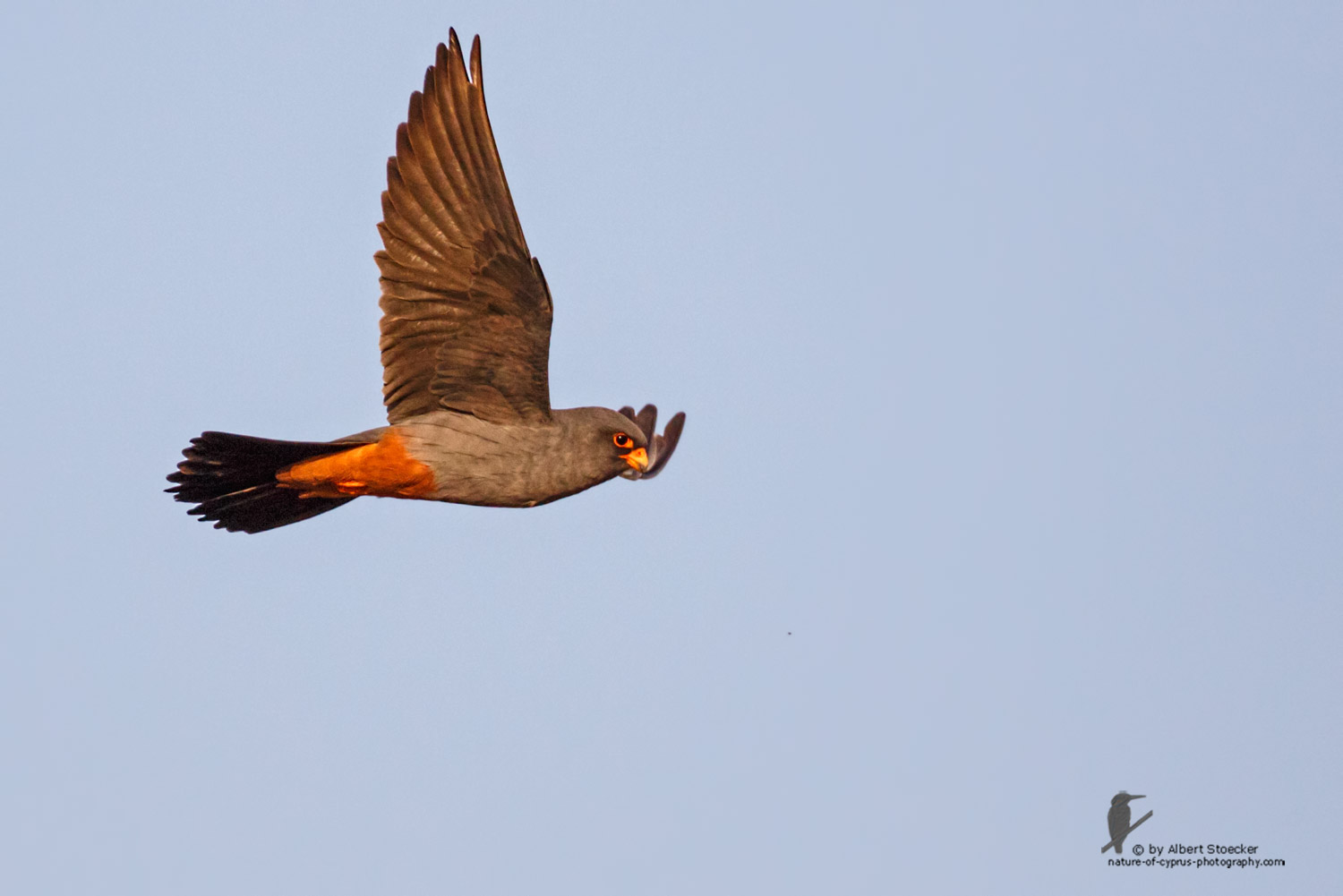 Falco vespertinus - Red-footed Falcon, male, Rotfußfalke, Cyprus, Agia Varvara-Anarita, Mai 2016