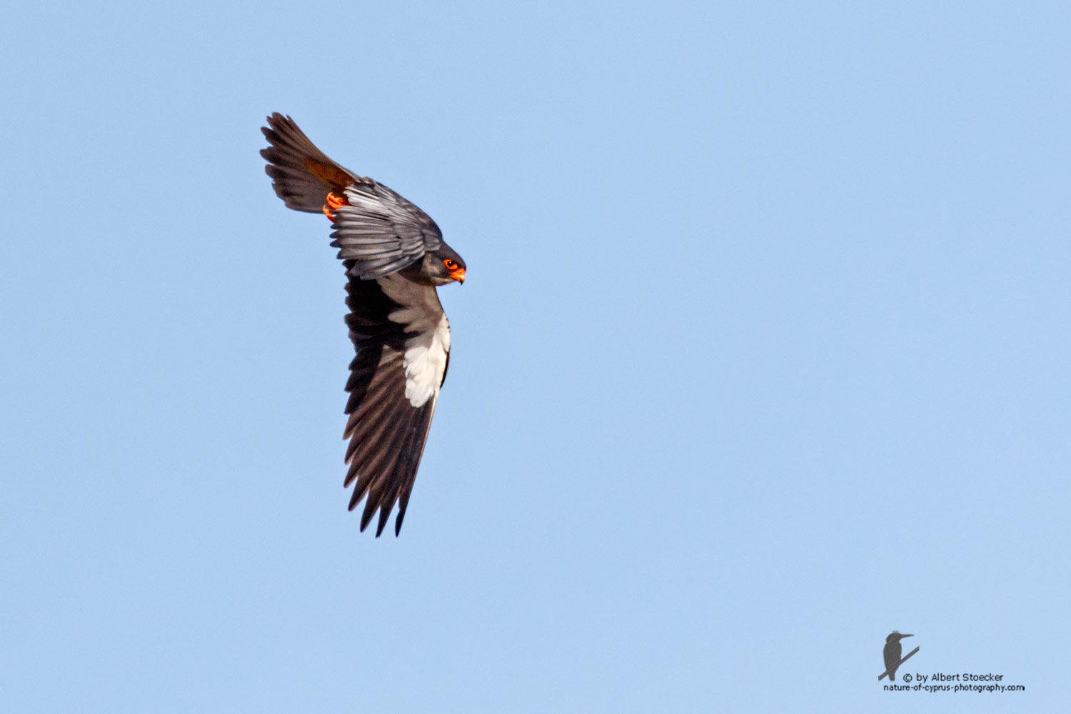 Falco amurensis - Amur falcon - Amurfalke, Cyprus, Agia Varvara - Anarita, Paphos, Mai 2016