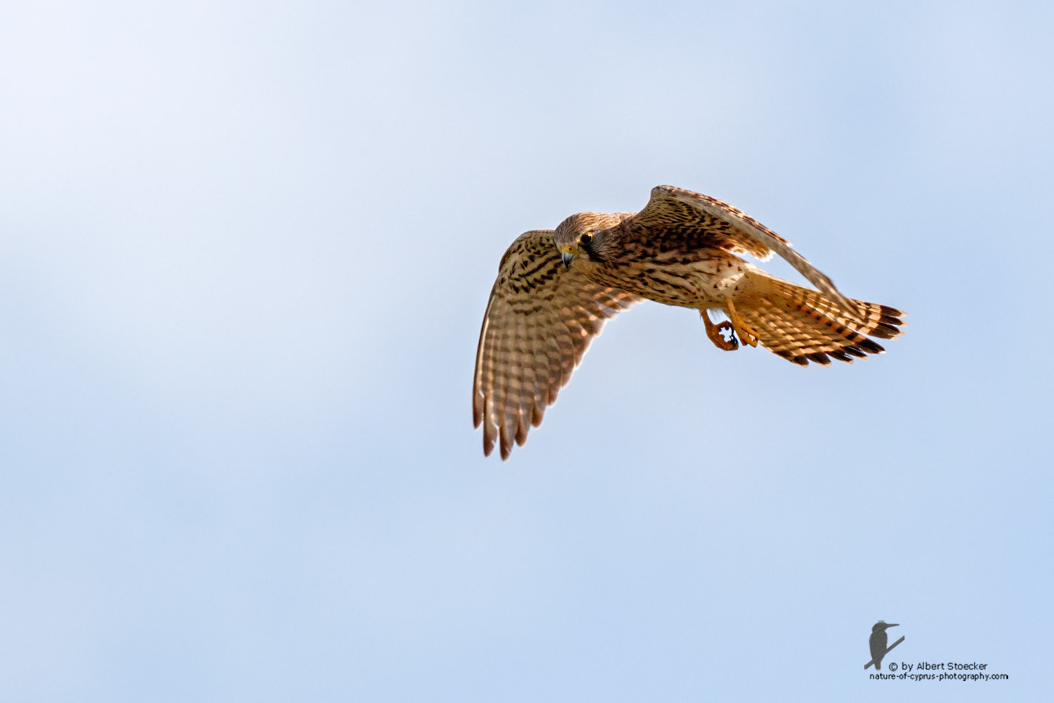 Falco tinnunculus - Common Kestrel - Turmfalke, Cyprus, Mandria Beach, March 2016