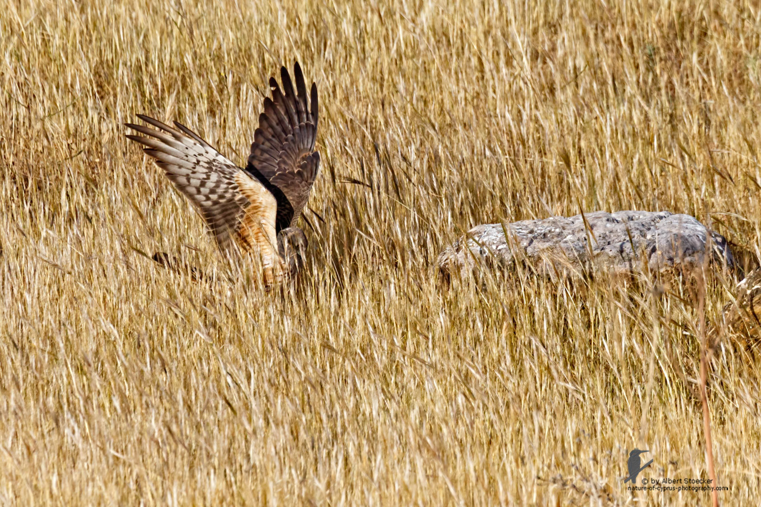 Circus macrourus - Montagu`s Harrier (female) - Wiesenweihe, Cyprus, Anarita - Ayia Varvara, April 2016