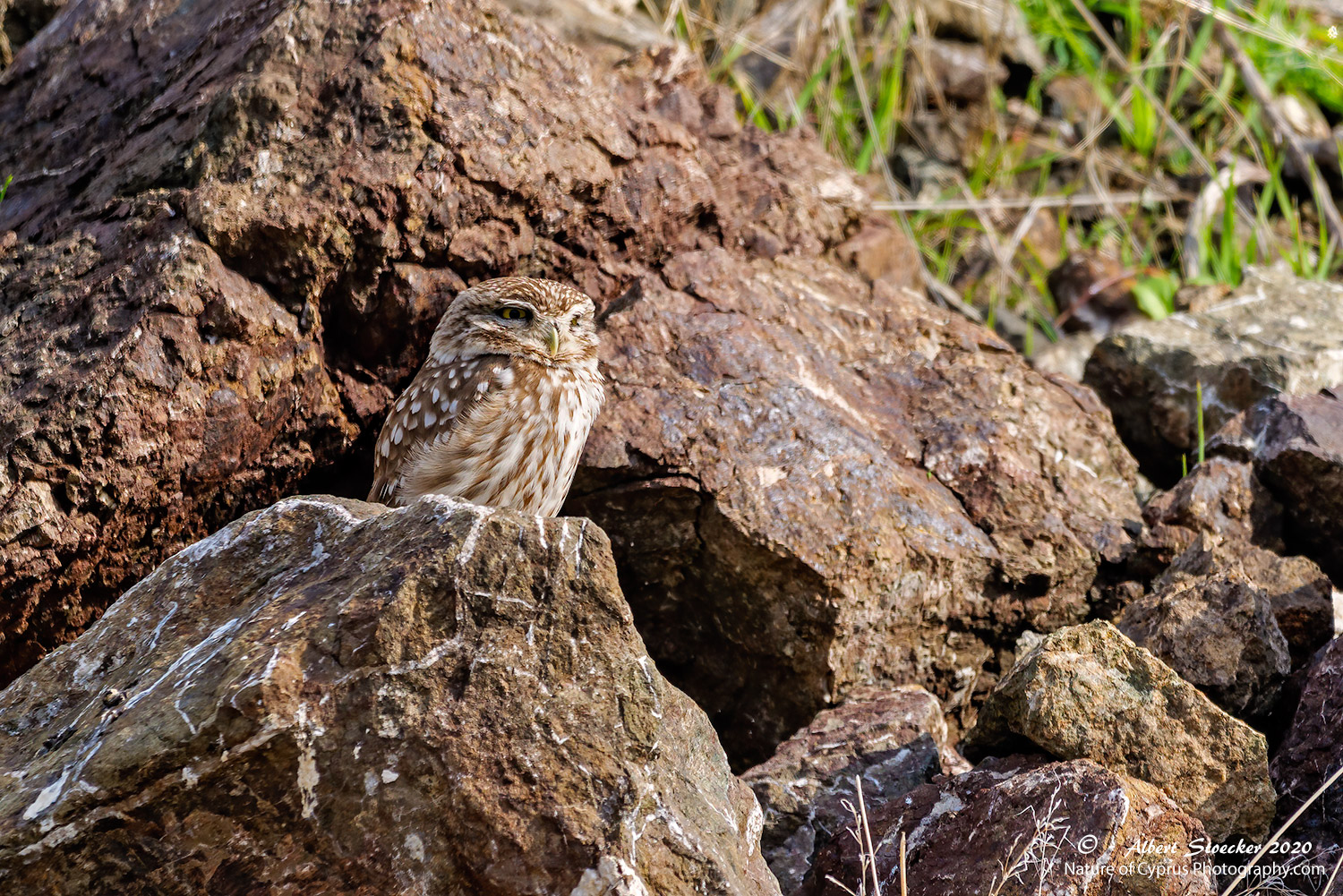 Steinkauz, Little Owl male, Athene noctua, Cyprus, Paphos-Anarita Area, 20. Januar 2020
