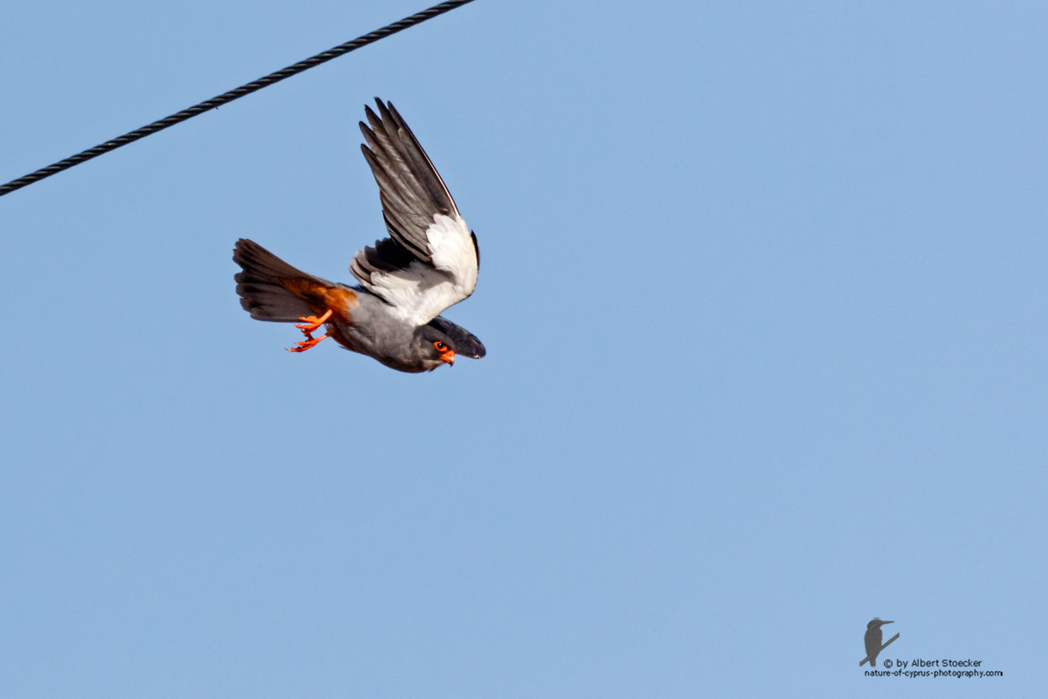 Falco amurensis - Amur falcon - Amurfalke, Cyprus, Agia Varvara - Anarita, Paphos, Mai 2016