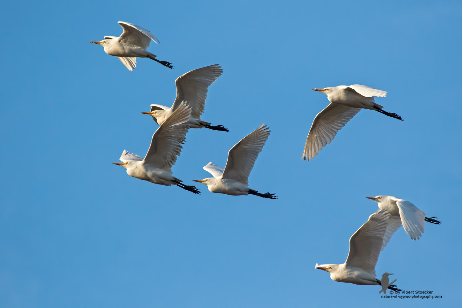 Bubulcus ibis - Cattle Egret - Kuhreiher, Cyprus, Oroklini Lake, January 2016