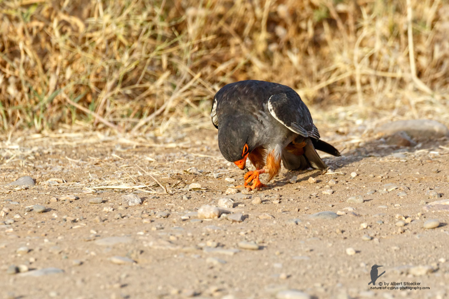 Falco amurensis - Amur falcon with Skorpion - Amurfalke mit Skorpion, Cyprus, Agia Varvara - Anarita, Paphos, Mai 2016