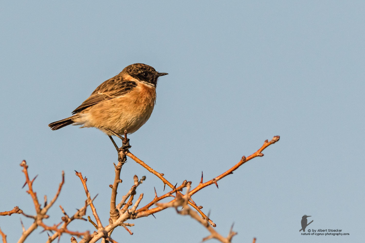 Saxicola torquatus - Stonechat - Schwarzkehlchen, Cyprus, Anarita Park, January 2016