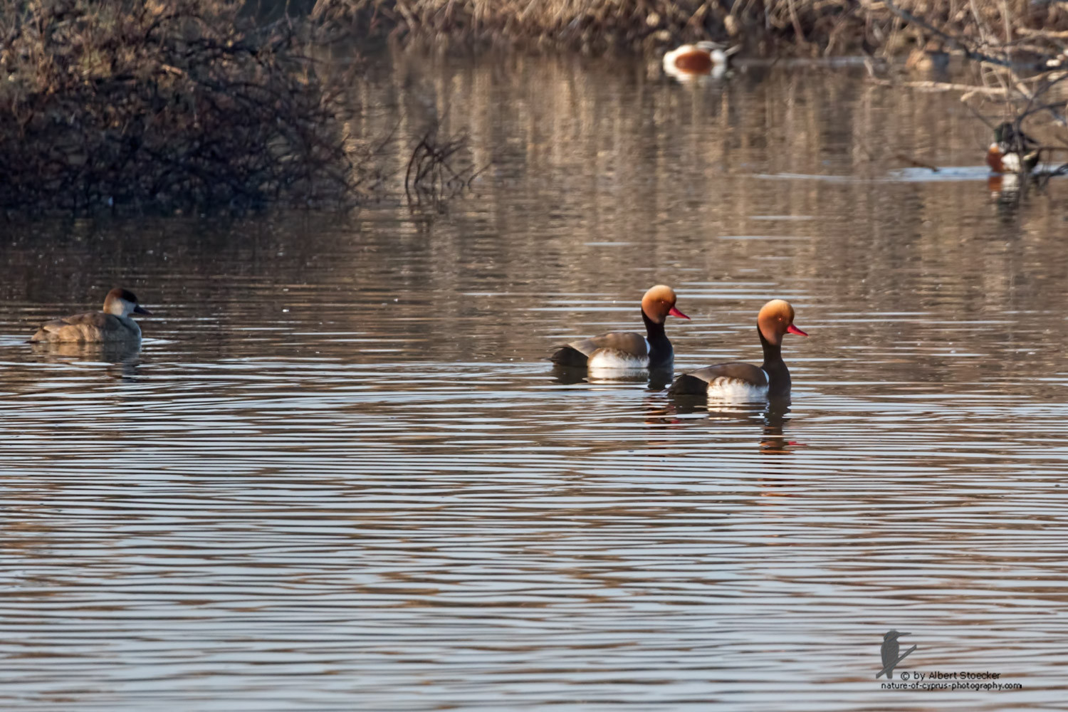 Netta rufina - Red-crested Pochard - Kolbenente, Cyprus, Oroklini Lake, January 2016