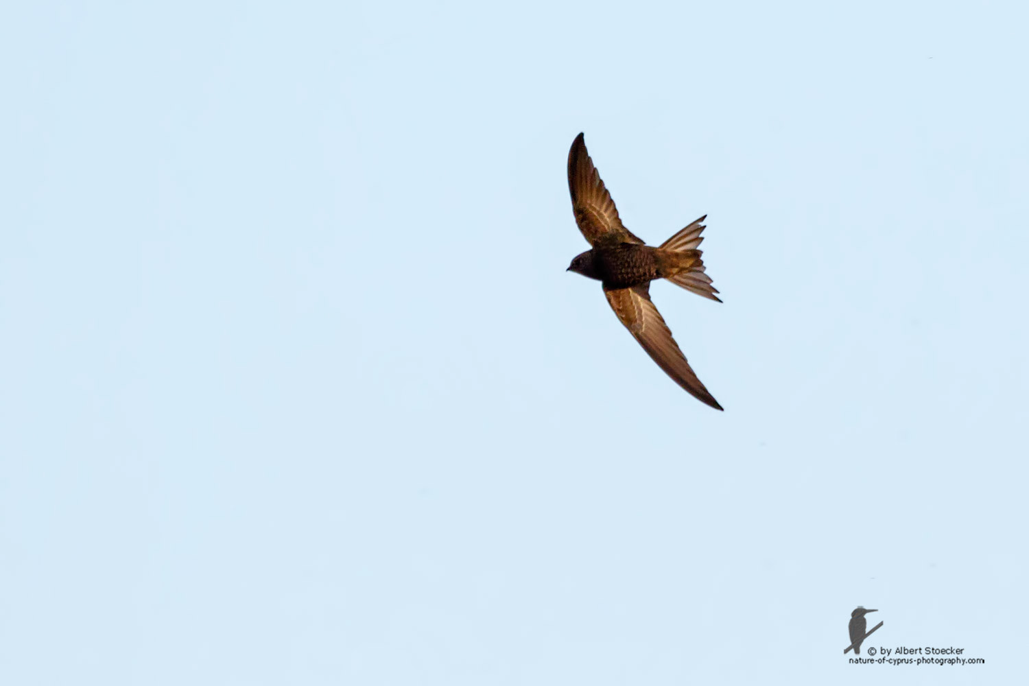 Apus apus - Common Swift - Mauersegler, Cyprus, Zakai Marsh, March 2016