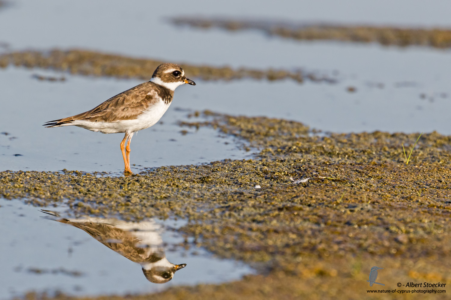 Sandregenpfeiffer, Common Ringed Plover, Charadrius hiaticula, Cyprus, Akrotiri Salt Lake, September 2017