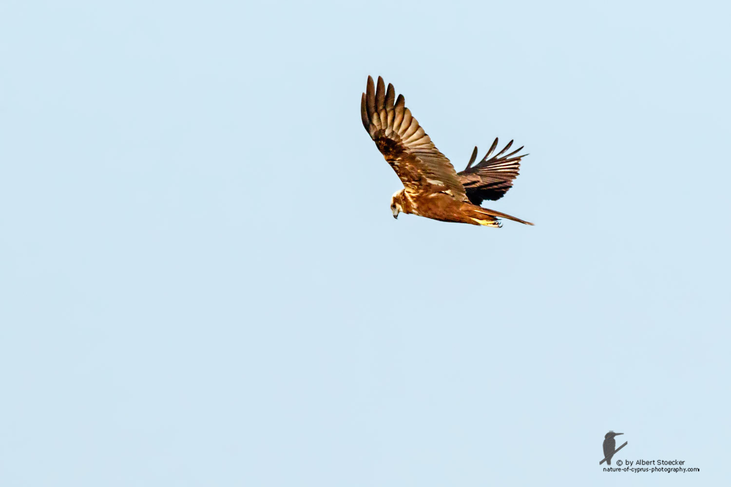 Circus aeroginosus  - Western Marsh Harrier - Rohrweihe, Cyprus, Zakai Marsh, March 2016