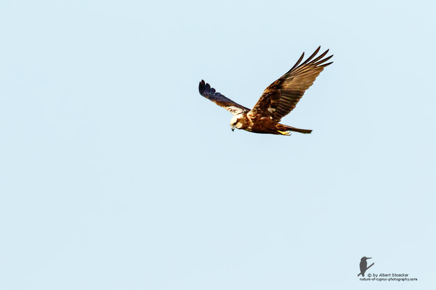 Circus aeroginosus  - Western Marsh Harrier - Rohrweihe, Cyprus, Zakai Marsh, March 2016