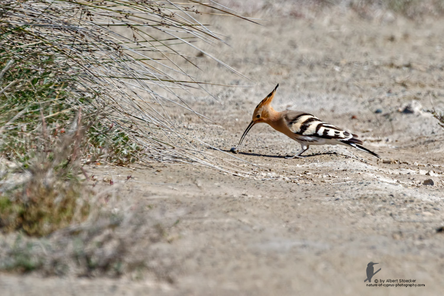 Upupa epops - Hoopoe - Wiedehopf, Cyprus, Zakai Marsh, March 2016